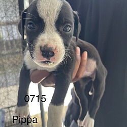 Photo of Pippa