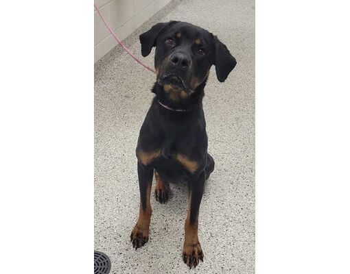 Kansas City, MO - Rottweiler/Mixed Breed (Medium). Meet Yumiko a Pet ...