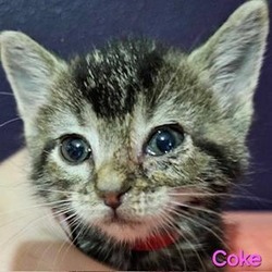 Thumbnail photo of Coke #3