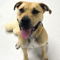 adopt a pet
