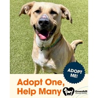 adopt a pet