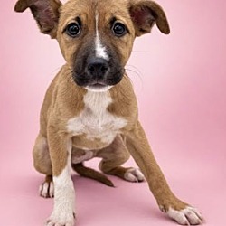 Peach, Mixed breed