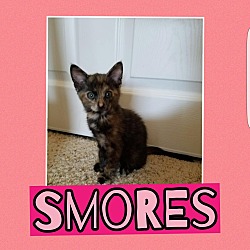 Thumbnail photo of Smores #1