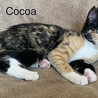 Photo of Cocoa