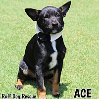 Photo of ACE