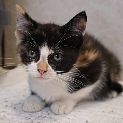 Photo of Celeste