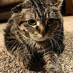 Photo of Muffin (tabby)