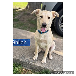 Photo of Shiloh