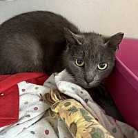 adopt a pet
