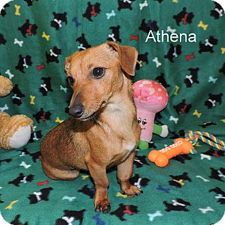 Slidell La Chihuahua Meet Athena A Pet For Adoption