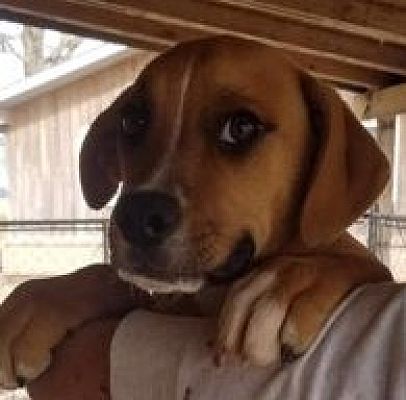 Uxbridge Ma Boxer Meet Bailey A Pet For Adoption Cool dogs ice cream and squeekz ball value pawfect remembrance candles. adopt a pet com