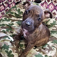 Adopted Pets At Phoenix Rising Rescue In Pensacola Florida