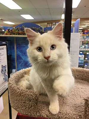 Kennesaw Ga Siamese Meet Snowy A Pet For Adoption