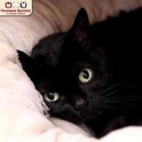 Available Pets At Humane Society For Greater Nashua In Nashua New Hampshire