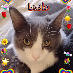 Photo of Laslo