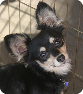 black and tan papillon