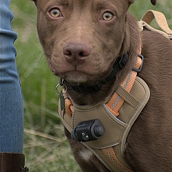 Thumbnail photo of Coco - Foster HOME needed - ASAP #4