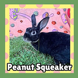 Thumbnail photo of Peanut Squeaker #1