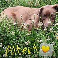 Albert