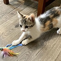 adopt a pet