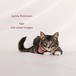 Thumbnail photo of Jackie Robinson #1