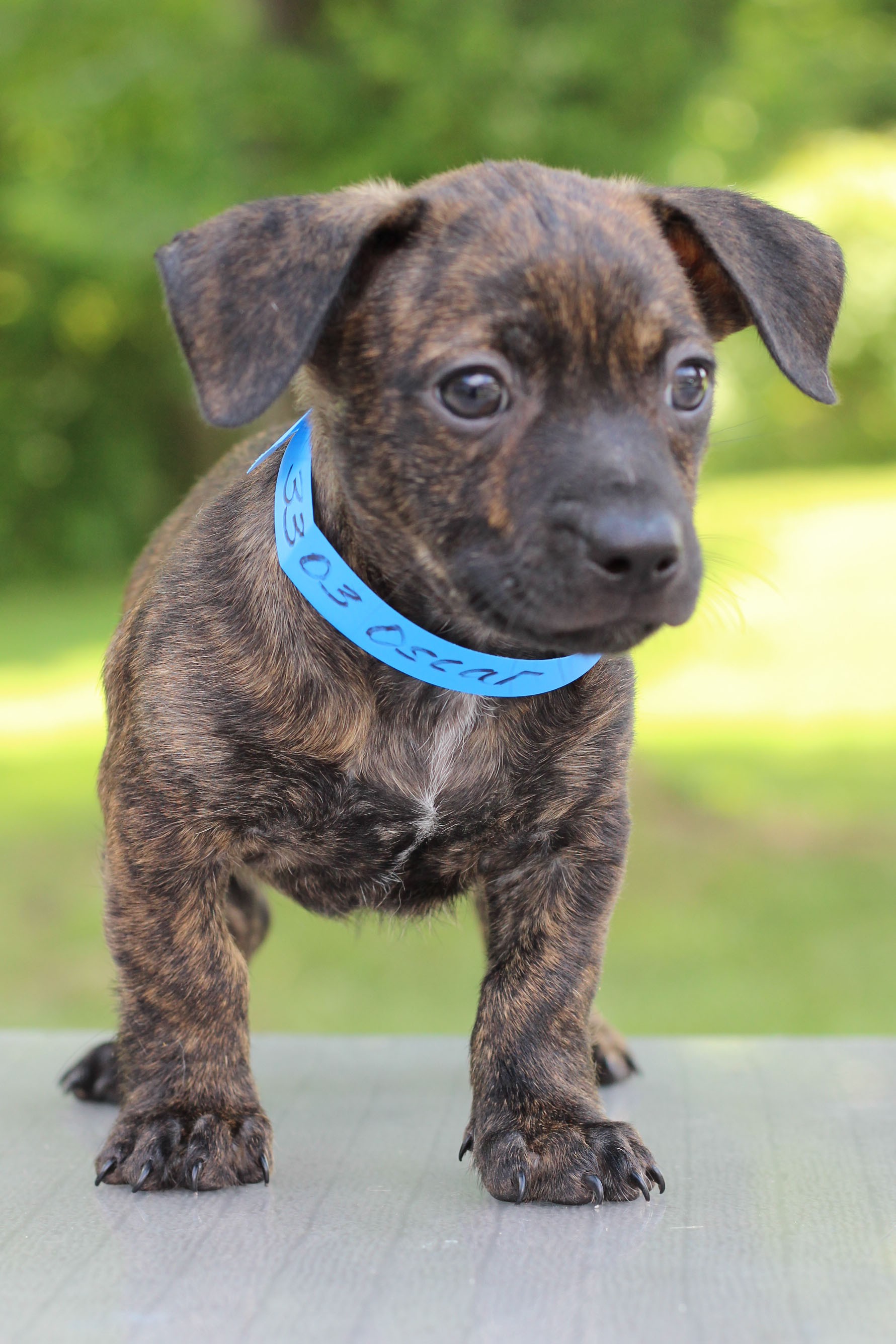 Brindle rat terrier mix Clearance