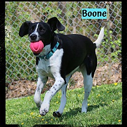 Thumbnail photo of Boone #2