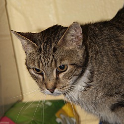 Thumbnail photo of Cassiopeia -Spayed/ComboTested #4