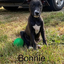 Thumbnail photo of BONNIE #4