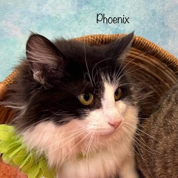 Photo of Phoenix