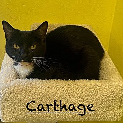 Thumbnail photo of Carthage #3