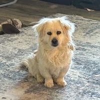 adopt-pet