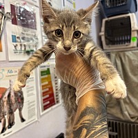 adopt a pet