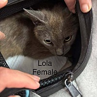 adopt a pet