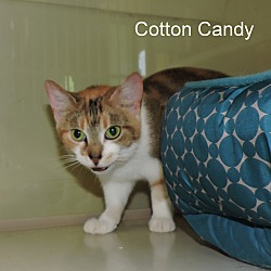 Thumbnail photo of Cotton Candy #2