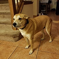 Shiba Inu Puppies For Sale In San Antonio Texas Adoptapetcom