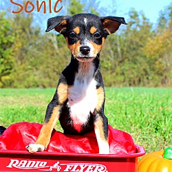 Thumbnail photo of Sonic~meet me! #1