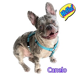 Photo of Canelo