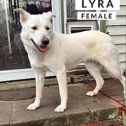 Thumbnail photo of Lyra #1