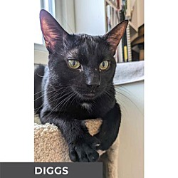 Photo of Diggs