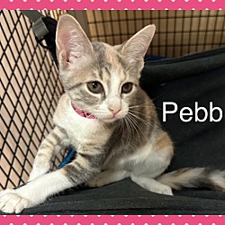 Thumbnail photo of PEBBLES #2