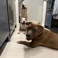 adopt a pet