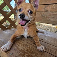 adopt a pet