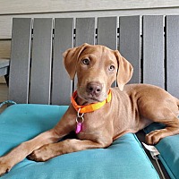 adopt a pet