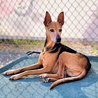adopt a pet