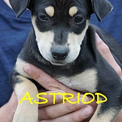 Photo of Astroid