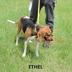 Thumbnail photo of Ethel #3