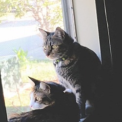 Thumbnail photo of Fun Sister Cats - Sweet Pea & Sugar #4