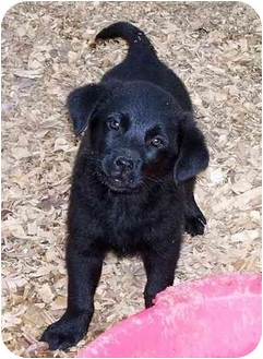 Mobile Al Labrador Retriever Meet Lab Aries A Pet For Adoption Adoptapet Com