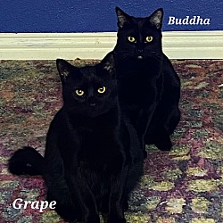 Photo of Grape and Buddha